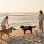Beach Day With Dogs: Safety and Etiquette Guide - comprehensive guide