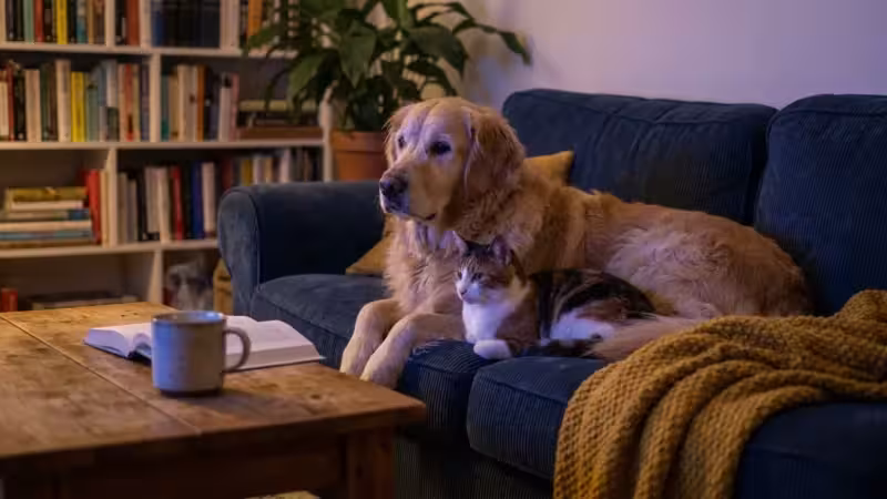 A golden retriever and a calico cat sit together on a blue sofa in a dark room, lit by the colorful glow of a television screen.