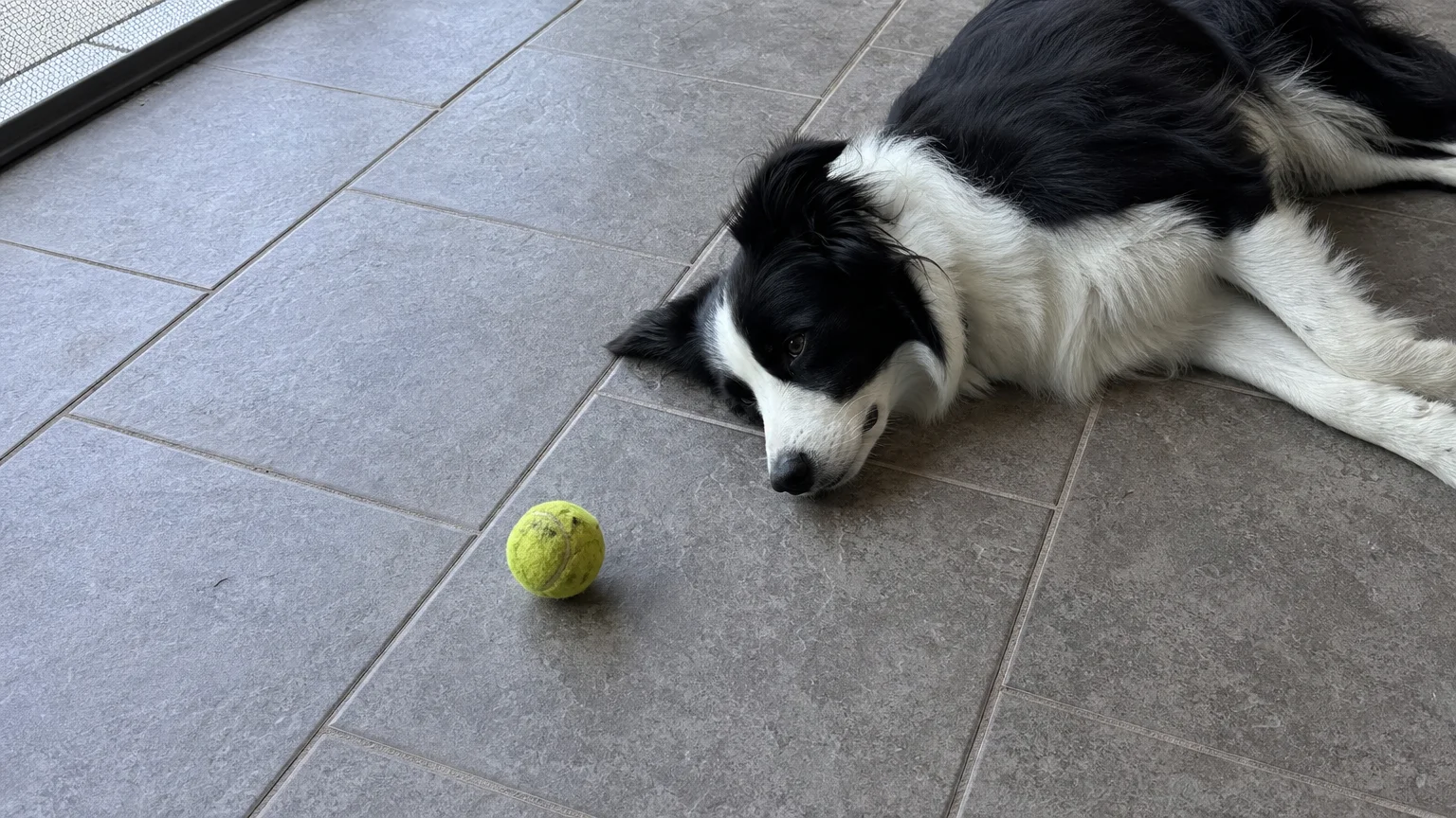 A Border Collie lying listlessly on a tile floor next to a toy, illustrating a lack of energy.