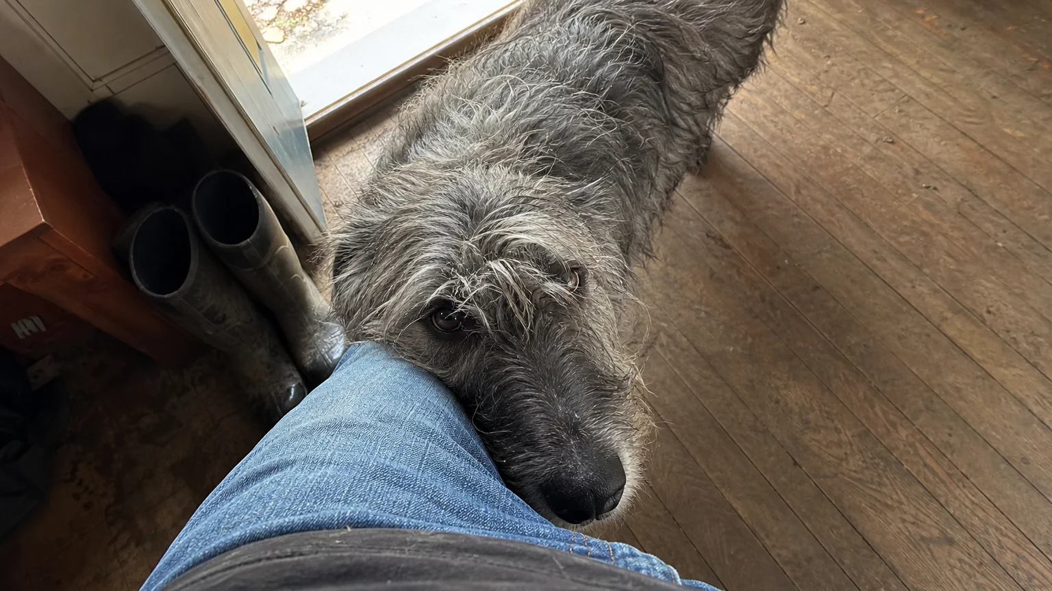 A first-person view of a large grey dog leaning against a person's legs in a home entryway.