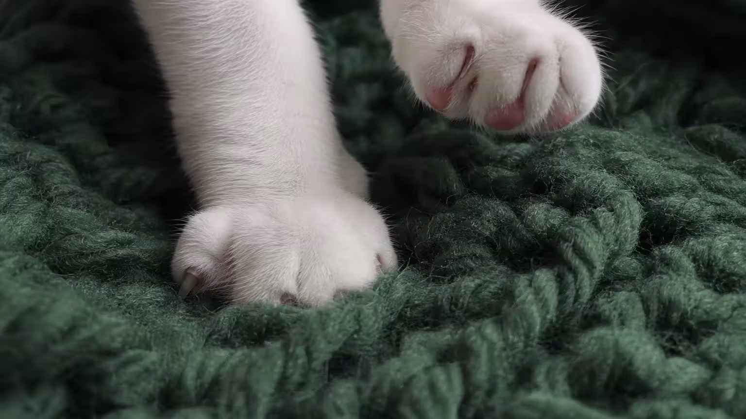 A macro close-up of a cat's paws kneading a green chunky-knit wool blanket.