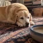 A senior yellow Labrador Retriever resting on a rug in a sunlit room, looking slightly tired, captured in a candid home setting.