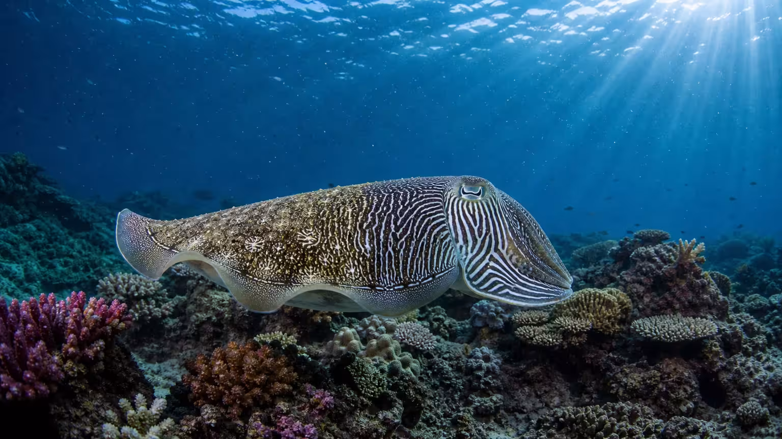 Underwater photo of a cuttlefish changing its skin pattern to match the surrounding coral reef.